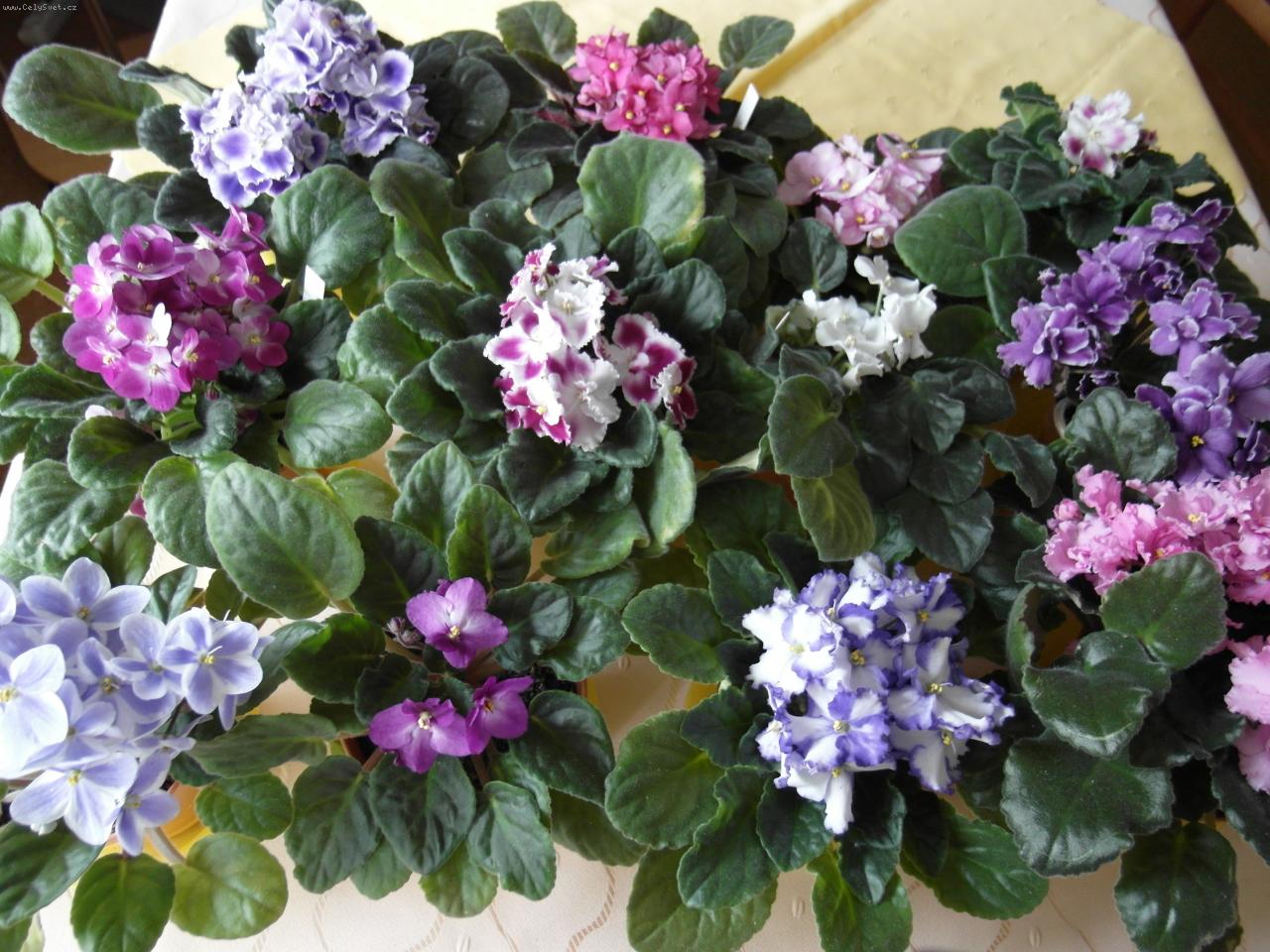 Foto: moje kr�sky cel� 12