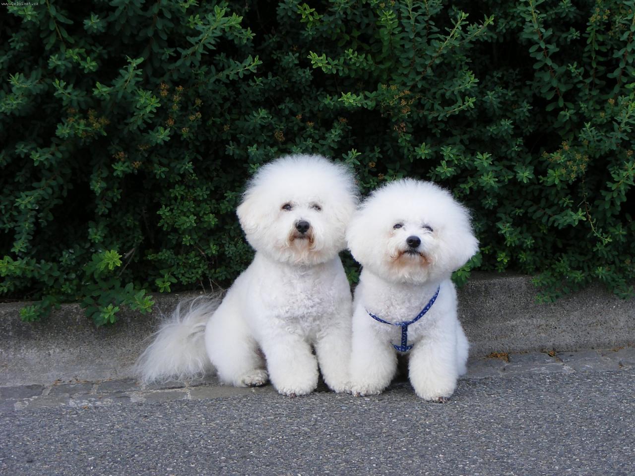 Foto: Bi�ko a Dami�ek