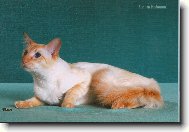 Balin�sk� ko�ka s �erven�mi odznaky - BAL d