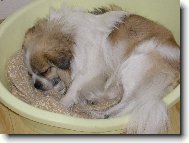 Tibetsk� �pan�l Shady