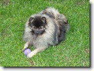 Falko z Hrabovsk�ch luk