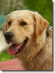 Na�e zlat��ko Benny