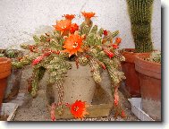 Pichlav� kamar�d.   :)))