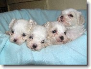 �t��ata \"z Nov�ho M�sta\"