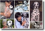 \"Meisje\" (hol�i�ka v Nizozemsk� jazyk)