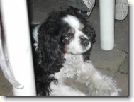 kaval�r king charles �pan�l