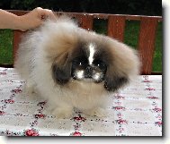 Pekingsk� pal�cov� ps�k