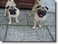 Queenynka a �ikinka