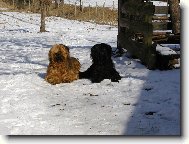 Opravdu vzorn� psi