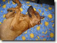 Ron,majitelka Z.Hlav��kov�