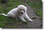 Baron z Borov�ho Hr�dku-7.t�dnu