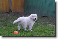 Baron z Borov�ho Hr�dku-7.t�dnu