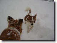 \"Jak to vypad� vep�edu ��fe?\" - \"Sn�hu je po u�i.\"