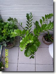 Dvoulet� Zamiokulkas