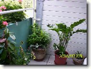 Dvoulet� Zamiokulkas