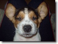 To je netopier, �i b�gl ???