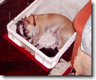 Kessinka a jej� kluci