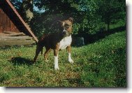 Beretta na chalup�