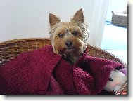 Mil��ek Muff�nek