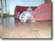 Arny od Voka�ovsk�ho rybn�ka