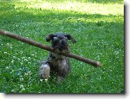 Gwen z Povod� Oharky