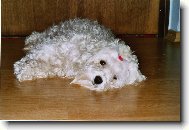 Maltez��ek Jessica