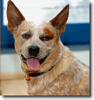 White - \"Caiman Rapa Nui\"