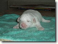 Andyho �t���tko-pejsek