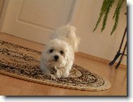 Mike�ek ze �ukova