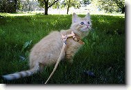 Na�e mal� Keysie