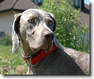 Indie elegantn� d�ma