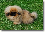 ATREY od Mach��k�