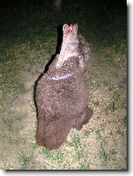 Cowboy Corky Br.Children-ve�k� hned� pudel