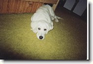 Unaven� Bessy alias bambula