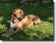 Osana Str�nick� R�j