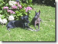 Carmen a Bonie M�s��n� kv�tina