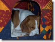 ani vyspat m� nenech�