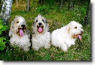 mil��kov� Falcon,Empire a Nicolette z Mimo�sk� podkovy