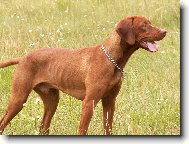 Egon \"Bondy\" z Chlum�ansk� doliny