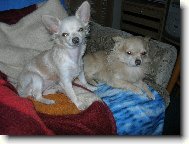 �ivavky Chicco a Lilinka