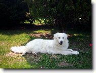 Mali�k� n�m roste