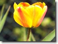 Tulip�n