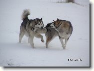 Z Kov��sk� tvrze