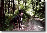 DANTE �esk� Sirius