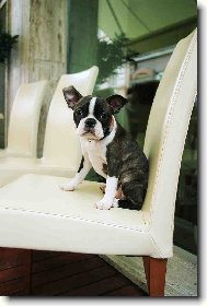 Gwendolin od kopce Zeb�na