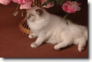 Pi�kna Ariel w internecie