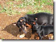 Trpasli�� pin�