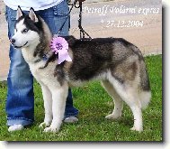 Sibi�sk� husky