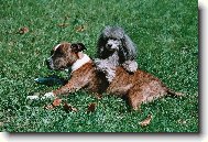 Velk� k�mo�ky - Beretta a Jenny