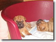 �t��ata - 4 t�dny